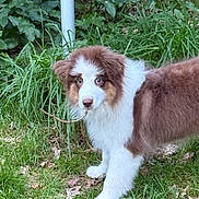 Maurice participe au concours pour gagner de l'argent avec cette photo : puppy, dog, grass, outdoor, greenery, stick, leaf, young_dog, curious, brown_and_white, fur, canine, nature, pet, animal, playful, grass_field, plant, garden, daylight