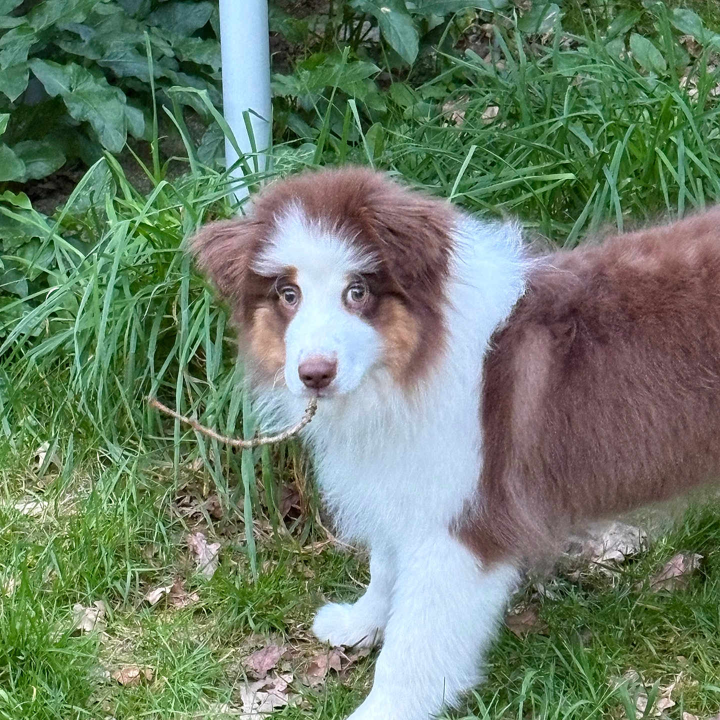 Maurice participe au concours pour gagner de l'argent avec cette photo : puppy, dog, grass, outdoor, greenery, stick, leaf, young_dog, curious, brown_and_white, fur, canine, nature, pet, animal, playful, grass_field, plant, garden, daylight