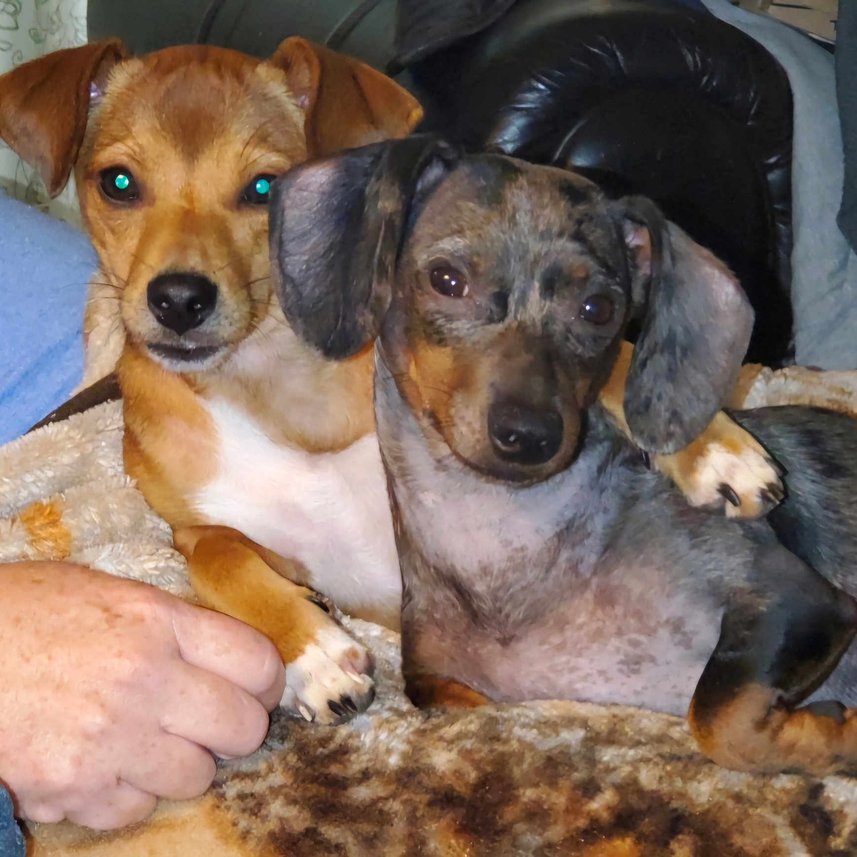 Ruby And Autumn joined the competition — help win amazing prizes! animal, armchair, beagle, bodypart, canine, chair, chihuahua, couch, cushion, dog, finger, furniture, hand, homedecor, hound, indoors, labradorretriever, person, pet, puppy