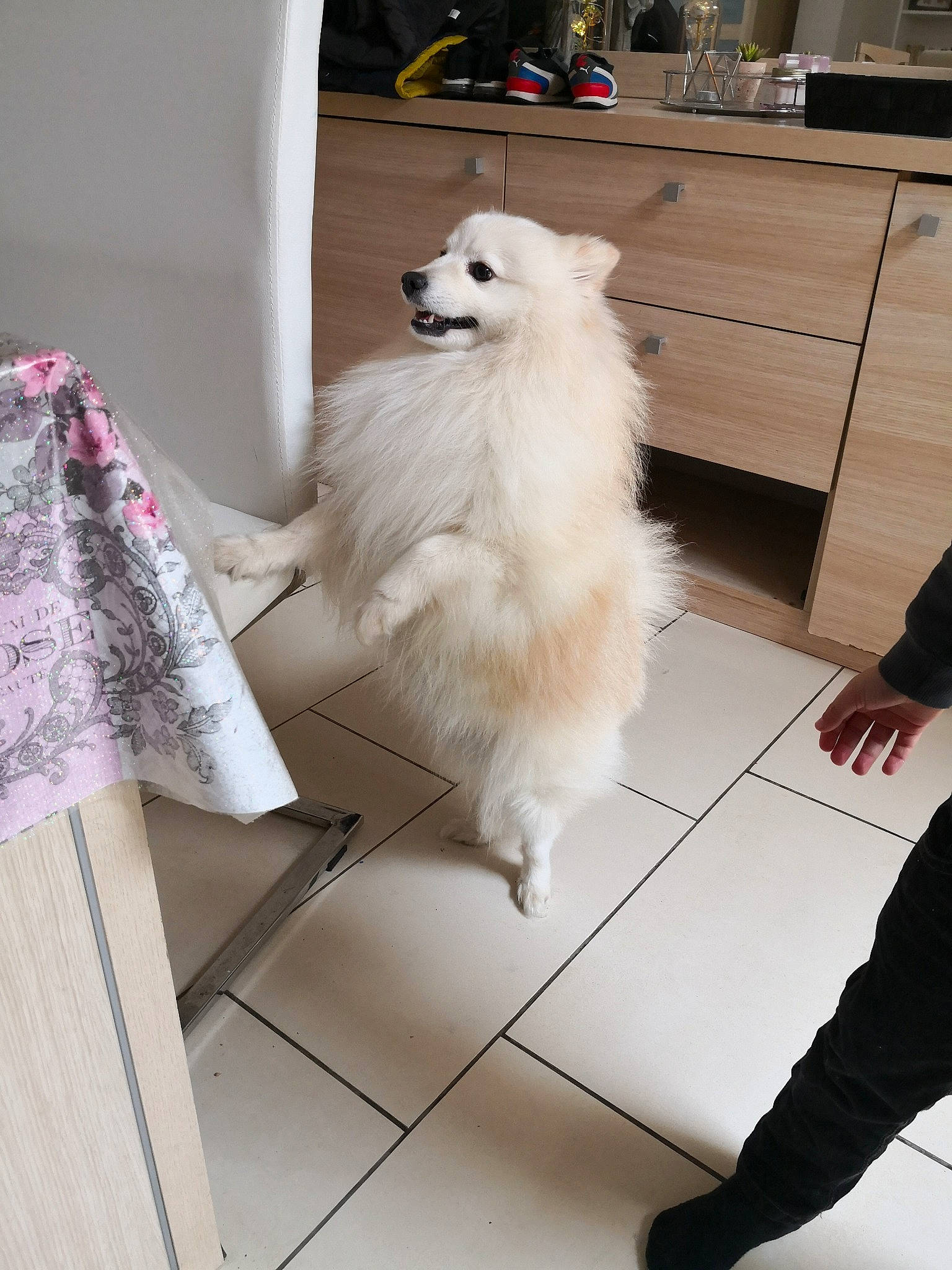 Kiwi participe au concours pour gagner de l'argent avec cette photo : american_eskimo_dog, cabinetry, carnivore, companion_dog, dog, dog_breed, dog_supply, drawer, floor, flooring, fur, german_spitz, german_spitz_mittel, hardwood, japanese_spitz, samoyed, spitz, volpino_italiano, wood, working_animal