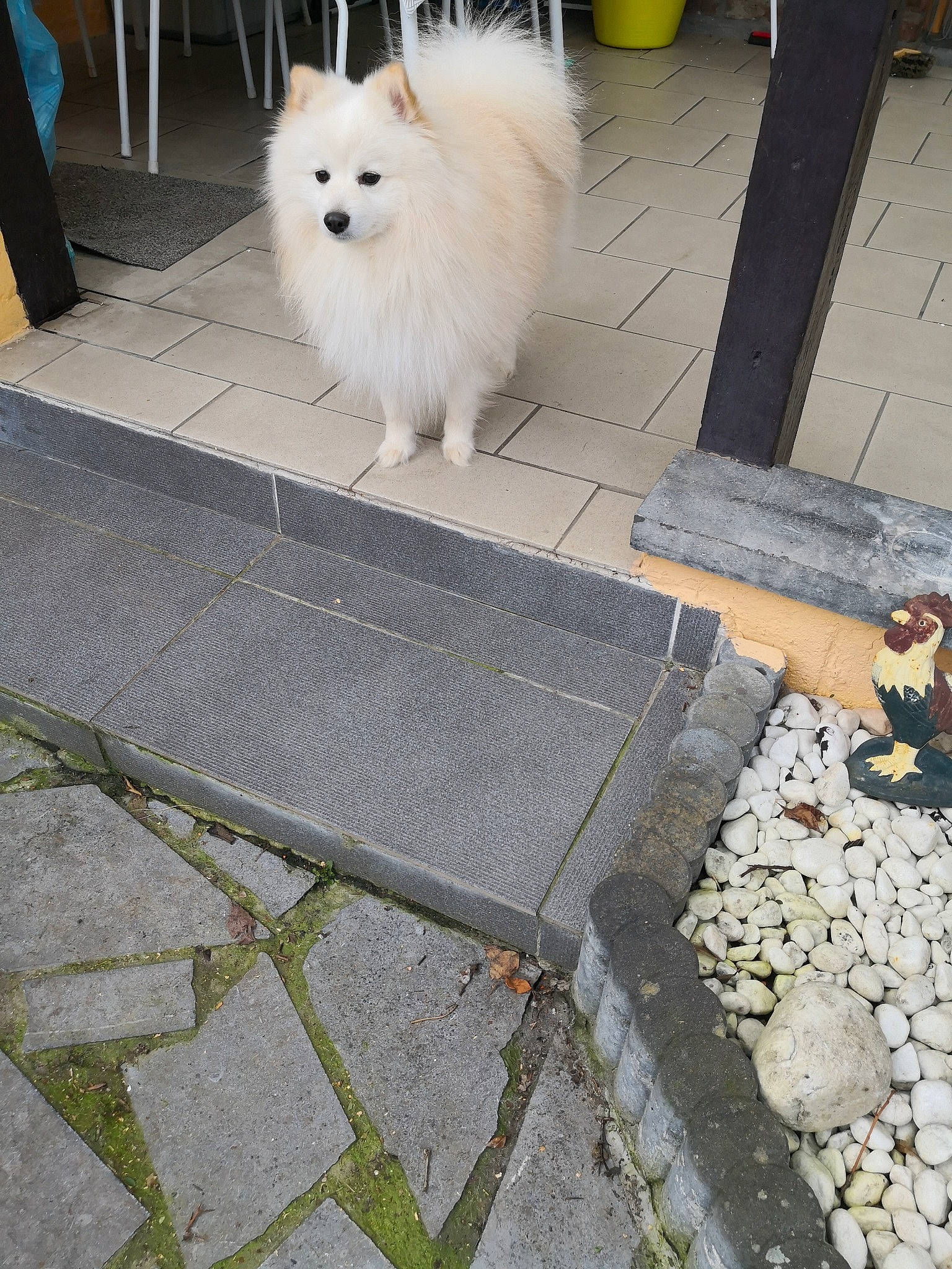 Kiwi a rejoint le concours — aidez-le/la à gagner de superbes lots ! asphalt, carnivore, companion_dog, concrete, dog, dog_breed, flagstone, flooring, german_spitz, german_spitz_klein, german_spitz_mittel, indian_spitz, japanese_spitz, road_surface, samoyed, sidewalk, snapshot, spitz, tail, working_animal