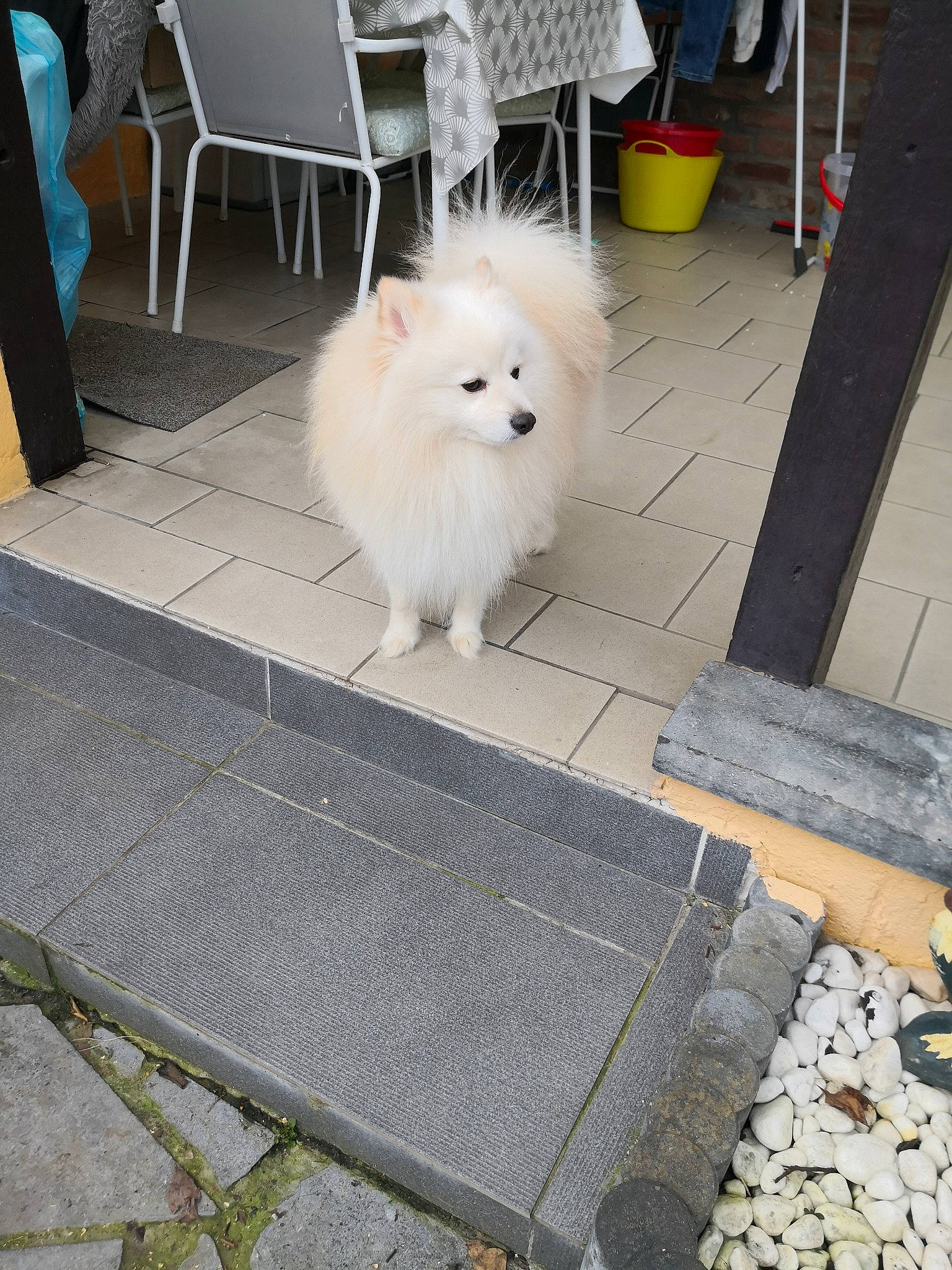 Kiwi a rejoint le concours — aidez-le/la à gagner de superbes lots ! carnivore, companion_dog, dog, dog_breed, felidae, floor, flooring, german_spitz, german_spitz_mittel, grey, japanese_spitz, line, mammal, road_surface, sidewalk, small_to_medium_sized_cats, spitz, tail, vertebrate, wood
