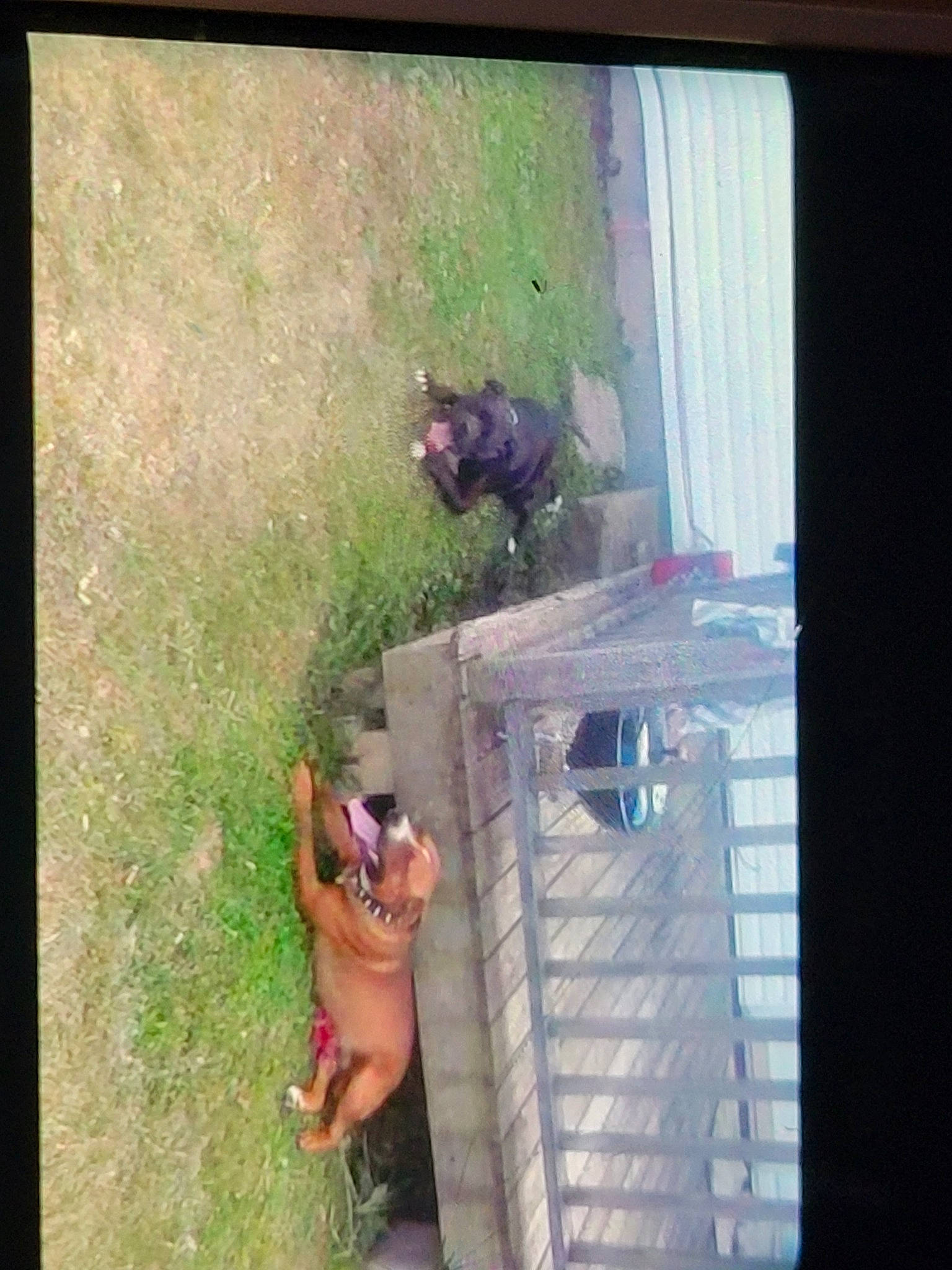 Onyx joined the competition — help win amazing prizes! canidae, carnivore, display_device, door, fawn, foot, fun, grass, house, human_leg, landscape, leisure, plant, rectangle, room, sporting_group, tints_and_shades, tree, window, wood