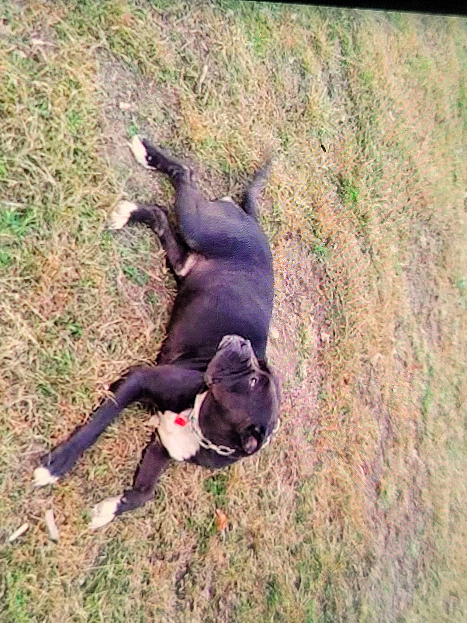 Onyx joined the competition — help win amazing prizes! adventure, canidae, carnivore, companion_dog, dog, dog_breed, fawn, grass, grassland, guard_dog, happy, people_in_nature, plant, snout, soil, sporting_group, tail, terrestrial_animal, tree, working_animal