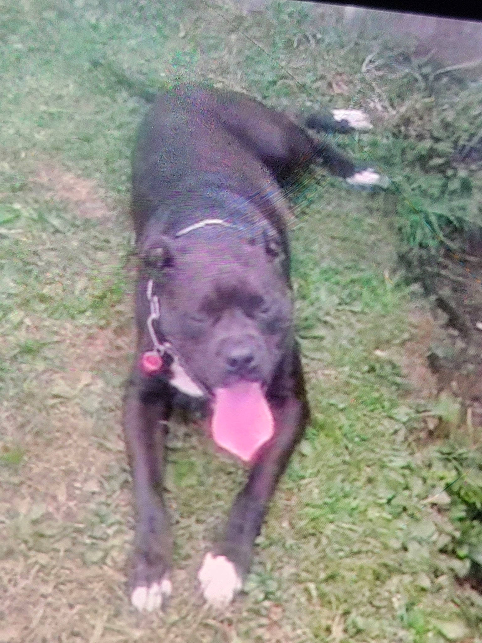 Onyx is registered to the contest to win money with this photo: borador, canidae, carnivore, collar, companion_dog, dog, dog_breed, fawn, grass, guard_dog, gun_dog, liver, non_sporting_group, plant, snout, sporting_group, tail, terrestrial_animal, working_animal, working_dog