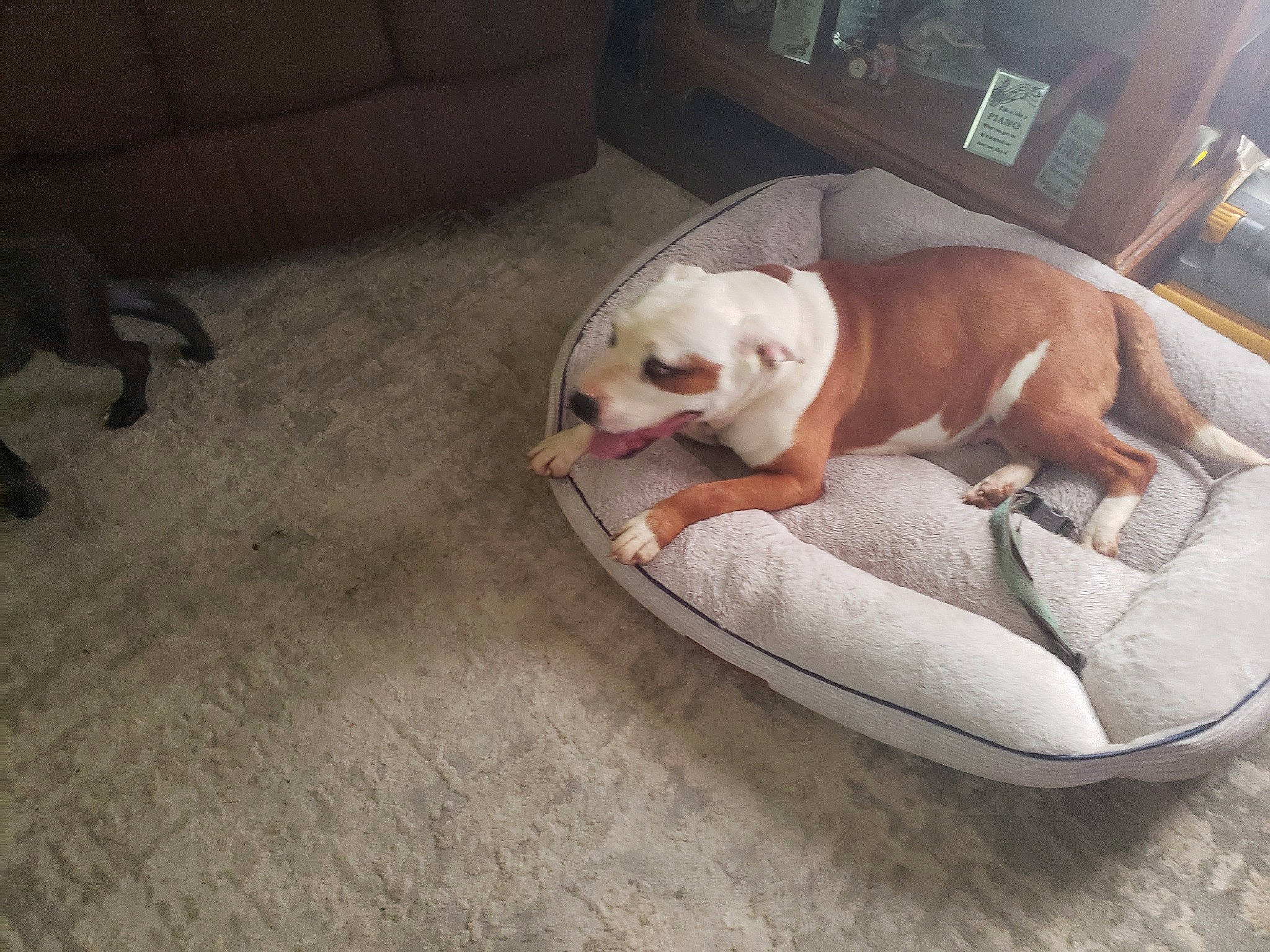 Sunshine is registered to the contest to win money with this photo: canidae, carnivore, comfort, companion_dog, dog, dog_bed, dog_breed, dog_supply, fawn, flooring, hardwood, liver, nap, paw, pet_supply, sleep, snout, tail, wood, working_animal