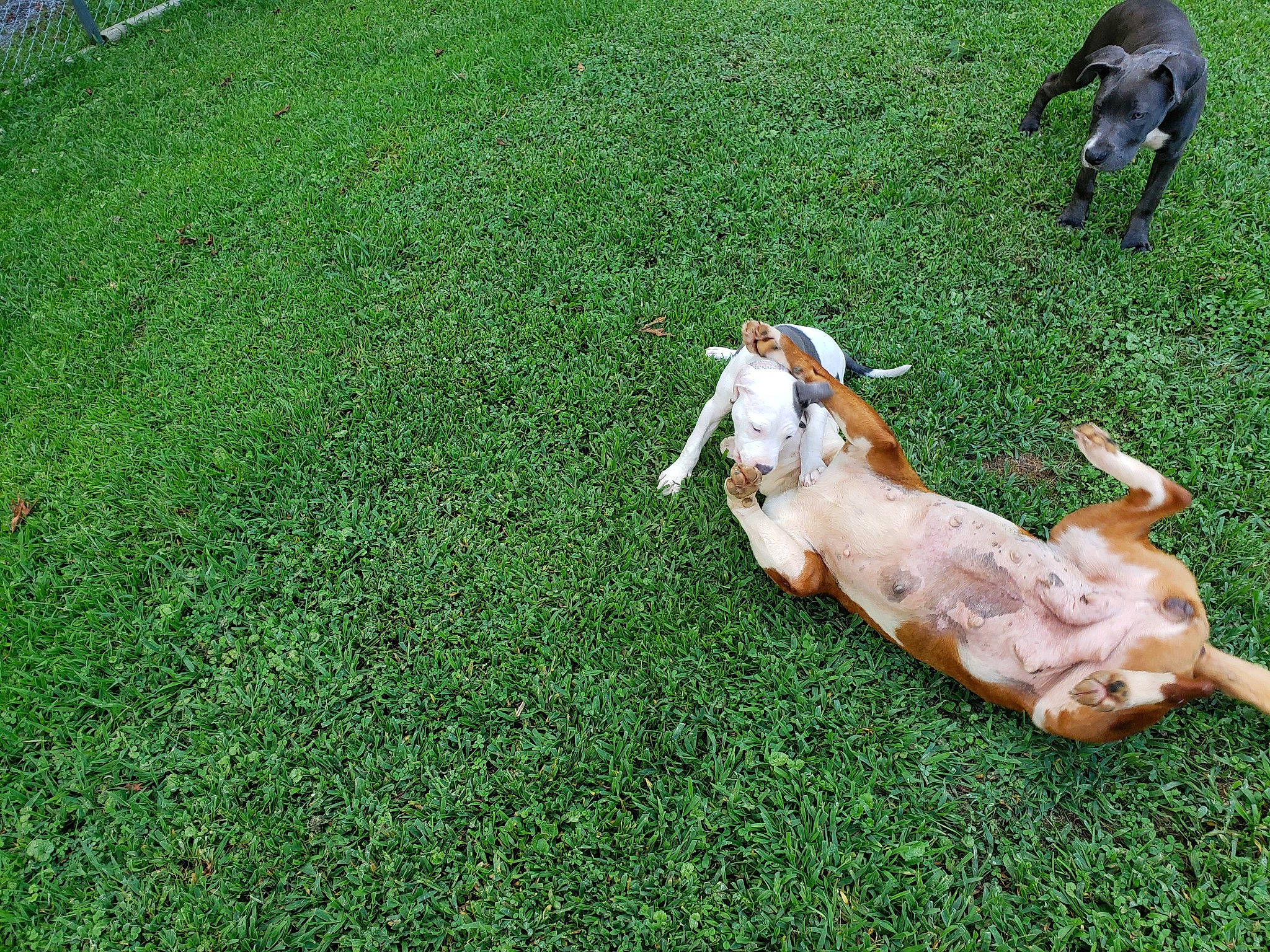 Sunshine is registered to the contest to win money with this photo: canidae, carnivore, companion_dog, cuisine, dish, dog, dog_breed, fawn, food, grass, grass_family, grassland, groundcover, human_leg, ingredient, lawn, meat, pasture, sporting_group, tail