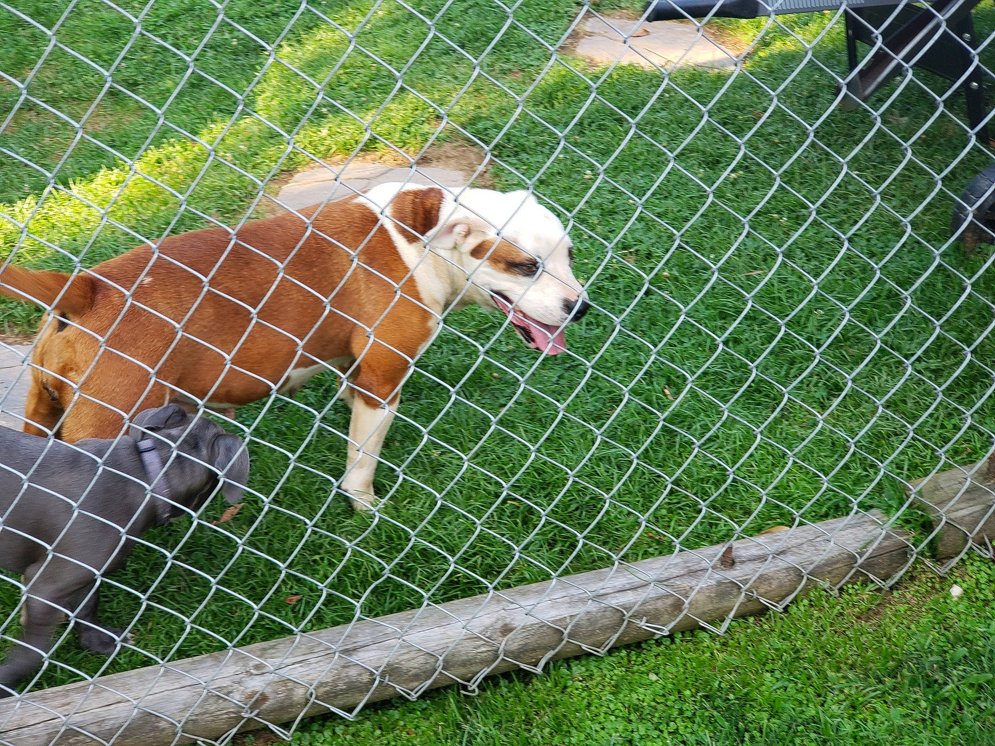 Sunshine is registered to the contest to win money with this photo: animal_shelter, animal_sports, carnivore, chain_link_fencing, companion_dog, dog, dog_breed, dog_supply, fawn, fence, grass, home_fencing, mesh, pasture, pet_supply, plant, sporting_group, tail, terrestrial_animal, wire_fencing