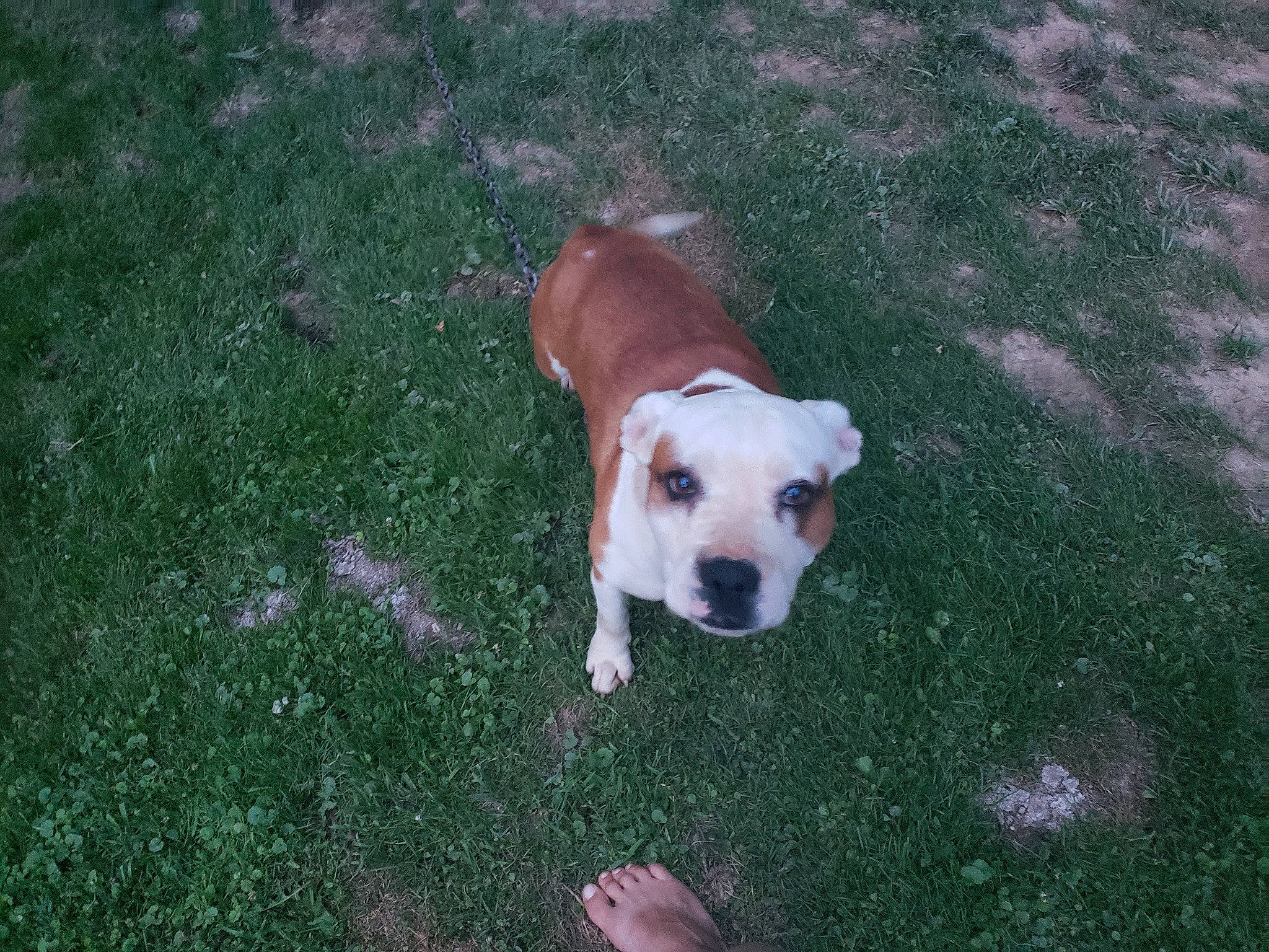 Sunshine is registered to the contest to win money with this photo: ball, canidae, carnivore, collar, companion_dog, dog, dog_breed, dog_collar, dog_supply, fawn, flooring, grass, pet_supply, plant, road_surface, snout, sporting_group, tail, toy_dog, working_animal