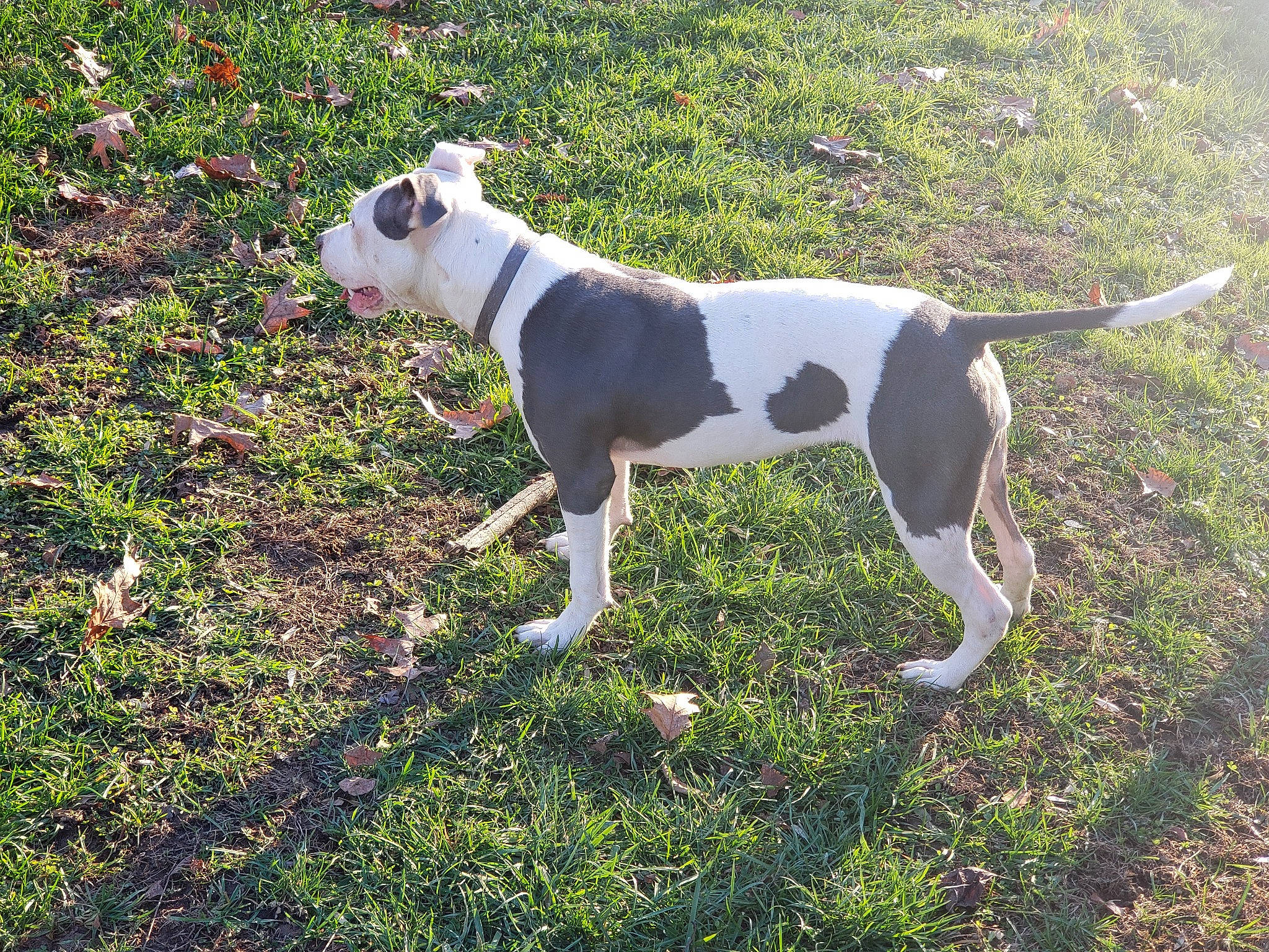 Reagan is registered to the contest to win money with this photo: canidae, carnivore, collar, companion_dog, dog, dog_breed, dog_collar, dog_supply, fawn, grass, great_dane, non_sporting_group, pet_supply, plant, snout, sporting_group, tail, terrestrial_animal, terrier, working_animal