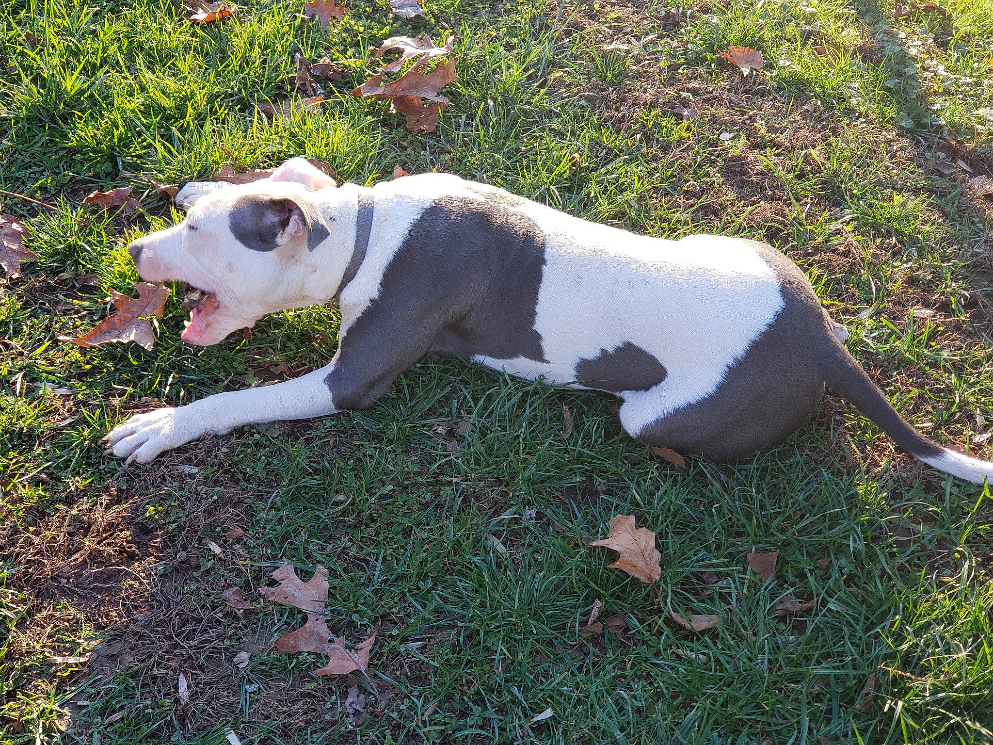 Reagan joined the competition — help win amazing prizes! canidae, carnivore, collar, companion_dog, dog, dog_breed, dog_collar, dog_supply, dogo_guatemalteco, fawn, grass, hunting_dog, non_sporting_group, plant, sporting_group, tail, terrestrial_animal, working_animal