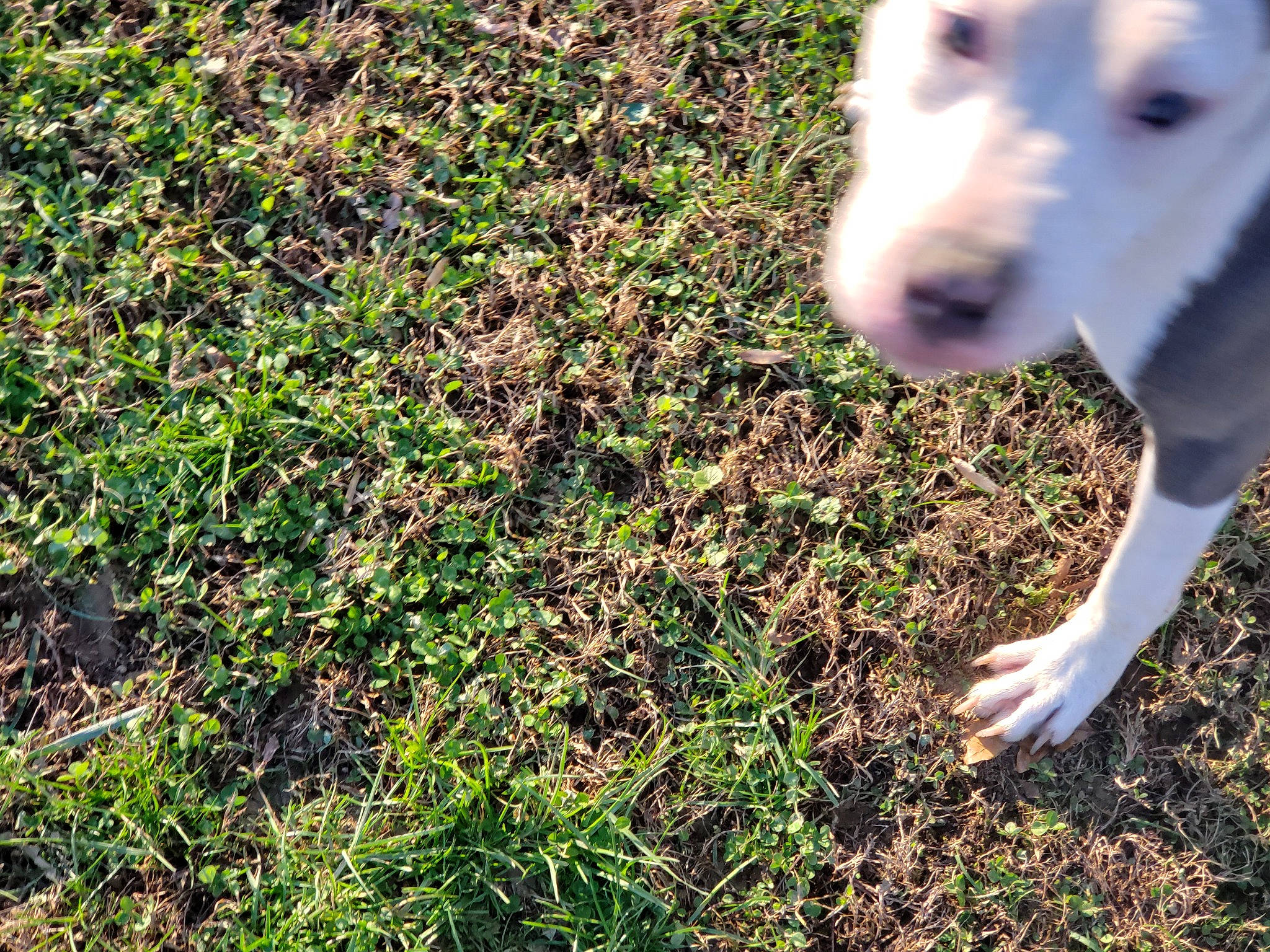Reagan is registered to the contest to win money with this photo: canidae, carnivore, companion_dog, dog, dog_breed, fawn, grass, grassland, groundcover, livestock, pasture, people_in_nature, plant, shadow, snout, soil, sporting_group, tail, tree, working_animal