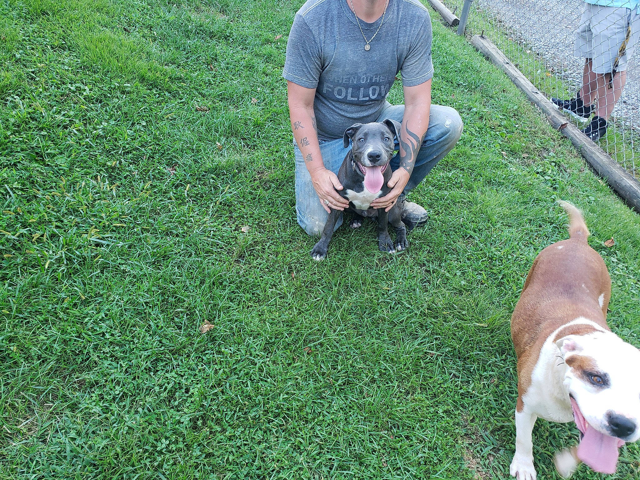 Bane joined the competition — help win amazing prizes! canidae, carnivore, collar, companion_dog, dog, dog_breed, dog_walking, fawn, grass, groundcover, lawn, leash, leisure, pasture, plant, shorts, sitting, sporting_group, tail, working_animal