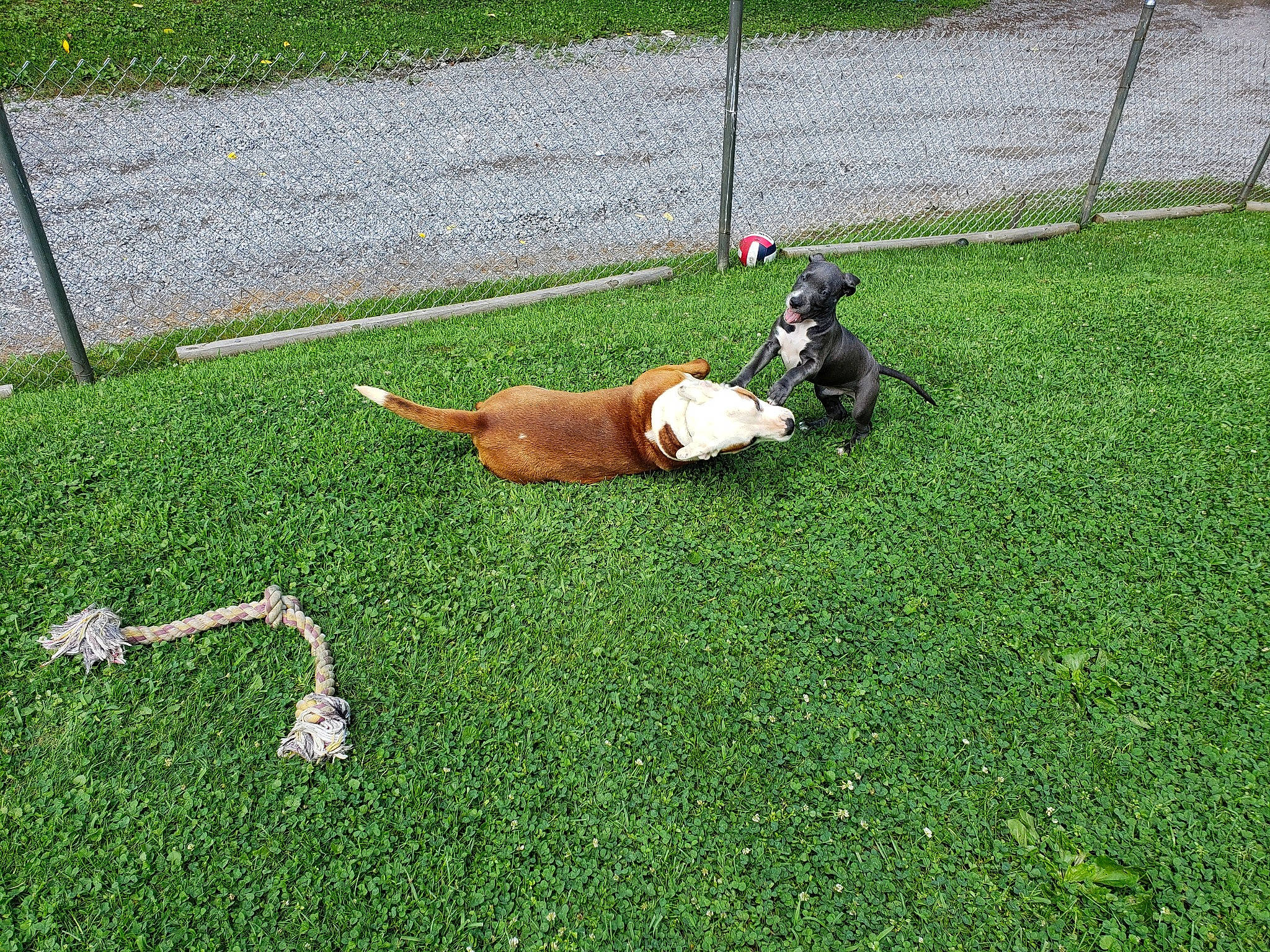 Bane is registered to the contest to win money with this photo: asphalt, canidae, carnivore, companion_dog, dog, dog_breed, fawn, fence, flooring, grass, grass_family, grassland, groundcover, landscape, lawn, plant, recreation, sidewalk, sporting_group, tail