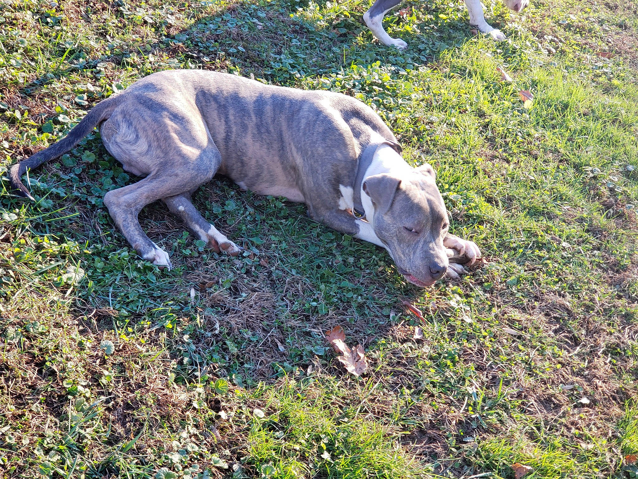 Jagger is registered to the contest to win money with this photo: canidae, carnivore, companion_dog, dog, dog_breed, fawn, felidae, grass, groundcover, guard_dog, pasture, plant, soil, sporting_group, tail, terrestrial_animal, tree, wildlife, wood, working_animal