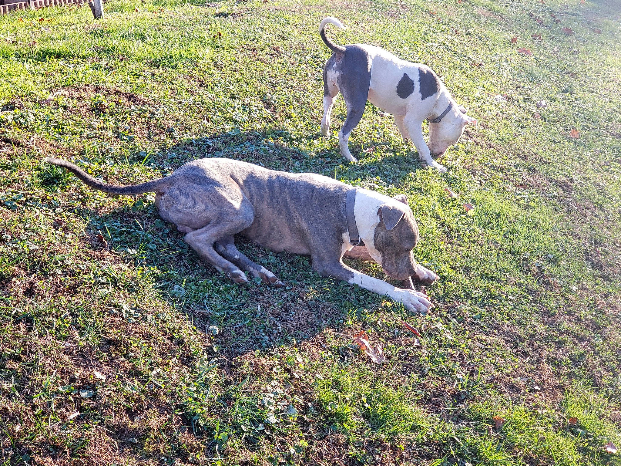 Jagger is registered to the contest to win money with this photo: canidae, carnivore, collar, companion_dog, dog, dog_breed, dog_collar, fawn, garden_hose, grass, groundcover, leash, pasture, pet_supply, plant, snout, sporting_group, tail, terrestrial_animal, working_animal