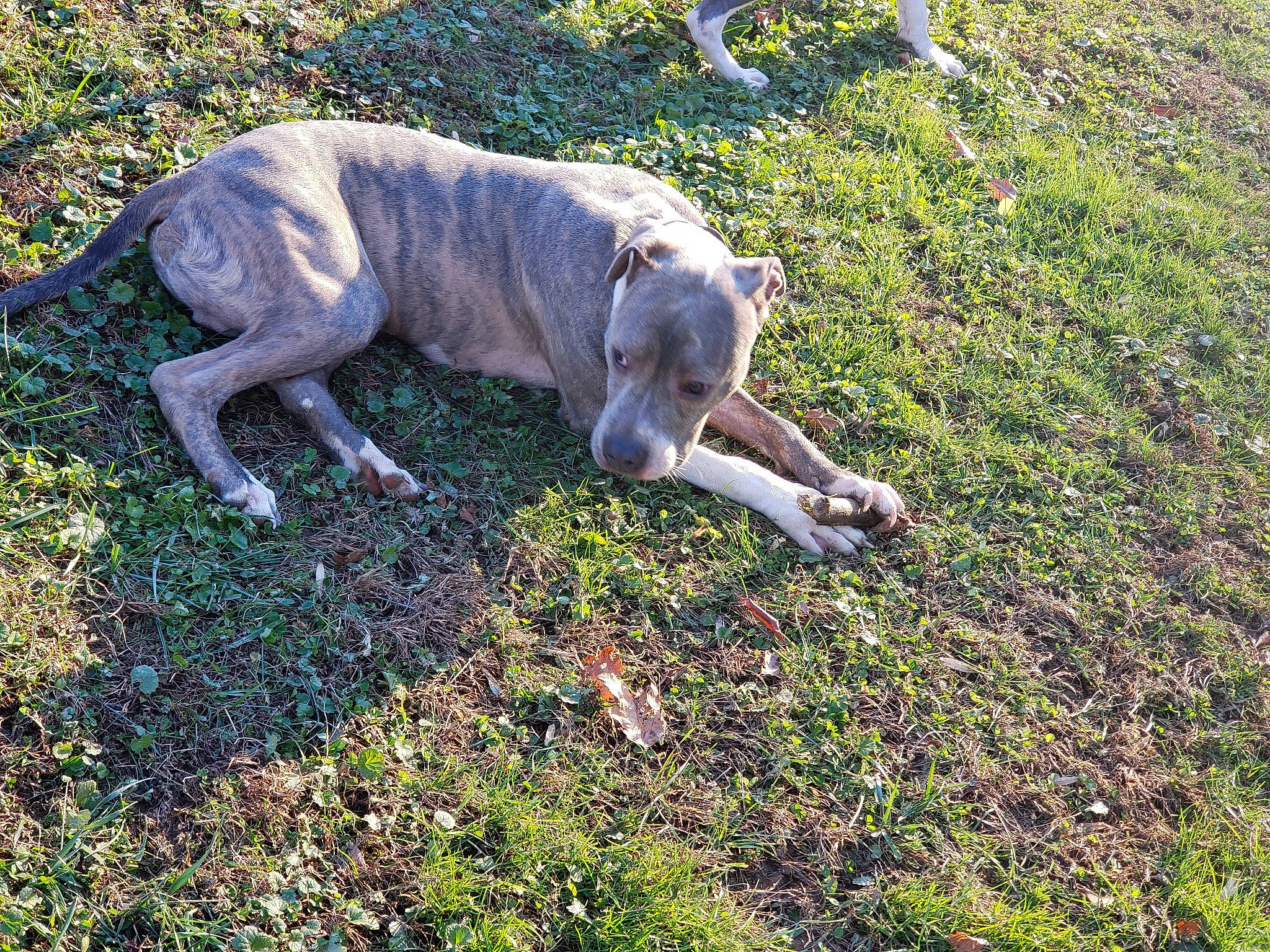 Jagger is registered to the contest to win money with this photo: art, canidae, carnivore, companion_dog, dog, dog_breed, fawn, grass, grassland, groundcover, lure_coursing, plant, sighthound, soil, tail, terrestrial_animal, tree, wood, working_animal, wrinkle