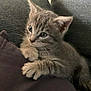 kitten, cat, gray, tabby, cushion, pillows, furniture, indoor, pet, cute, young, fur, whiskers, ears, claws, resting, cozy, texture, closeup, curious