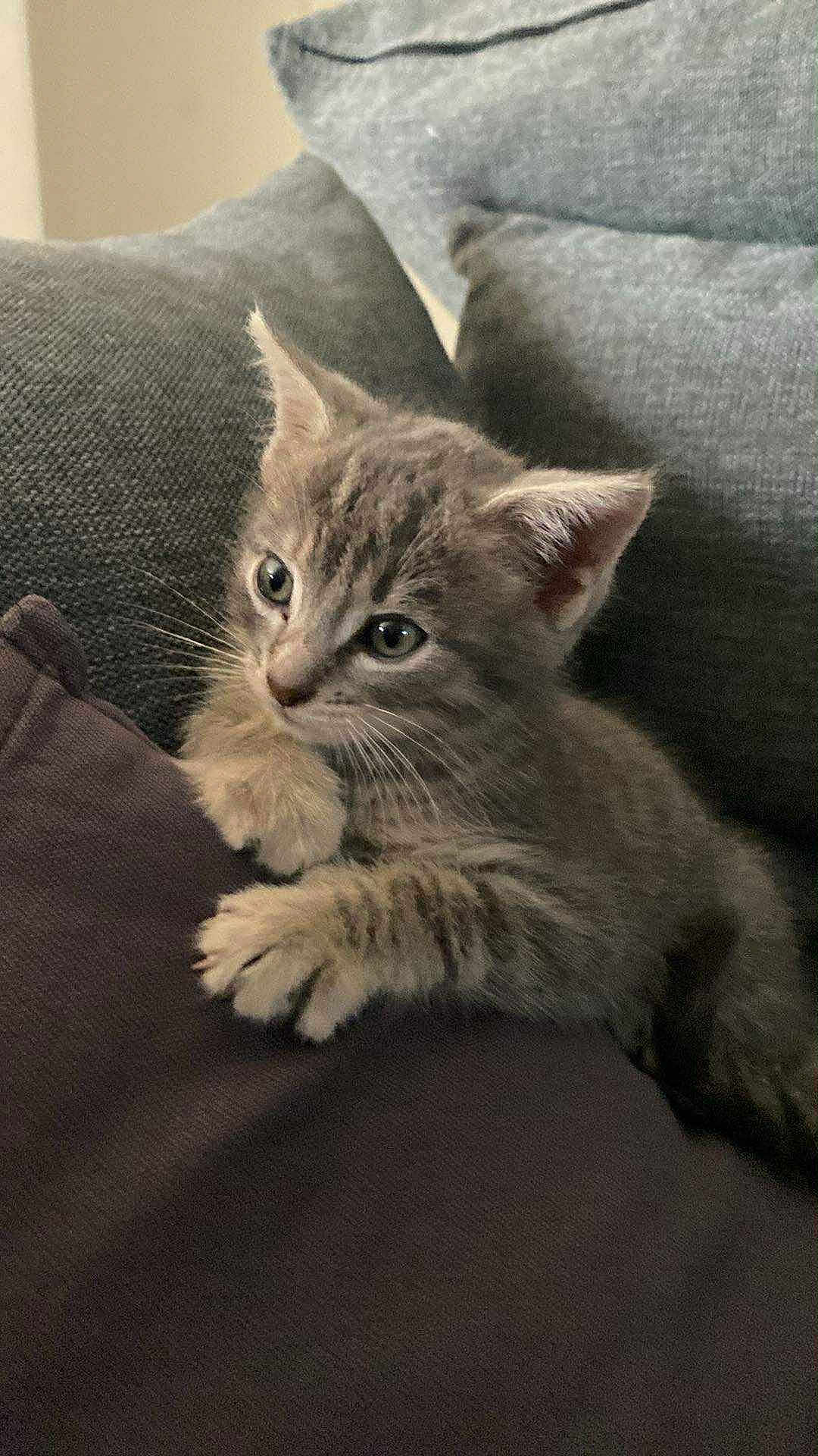 Zinou participe au concours pour gagner de l'argent avec cette photo : kitten, cat, gray, tabby, cushion, pillows, furniture, indoor, pet, cute, young, fur, whiskers, ears, claws, resting, cozy, texture, closeup, curious
