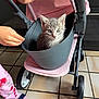 Zinou a rejoint le concours — aidez-le/la à gagner de superbes lots ! kitten, cat, gray_cat, bucket, stroller, child, hand, pajamas, floor_tiles, indoor, curious, pet, baby, playing, pink, gray, wheel, cuteness, animal, domestic