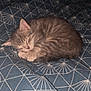 kitten, sleeping, cat, gray_tabby, bedspread, pattern, indoor, cozy, cute, fur, pet, resting, animal, small, domestic_cat, soft, quiet, peaceful, curled_up, nap