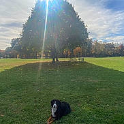 Shelby is registered to the contest to win money with this photo: animal, bench, calm, canine, clouds, daytime, dog, fence, field, grass, leaves, nature, outdoor, park, picnic_table, relaxing, shadow, sky, sunlight, tree