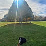 animal, bench, calm, canine, clouds, daytime, dog, fence, field, grass, leaves, nature, outdoor, park, picnic_table, relaxing, shadow, sky, sunlight, tree