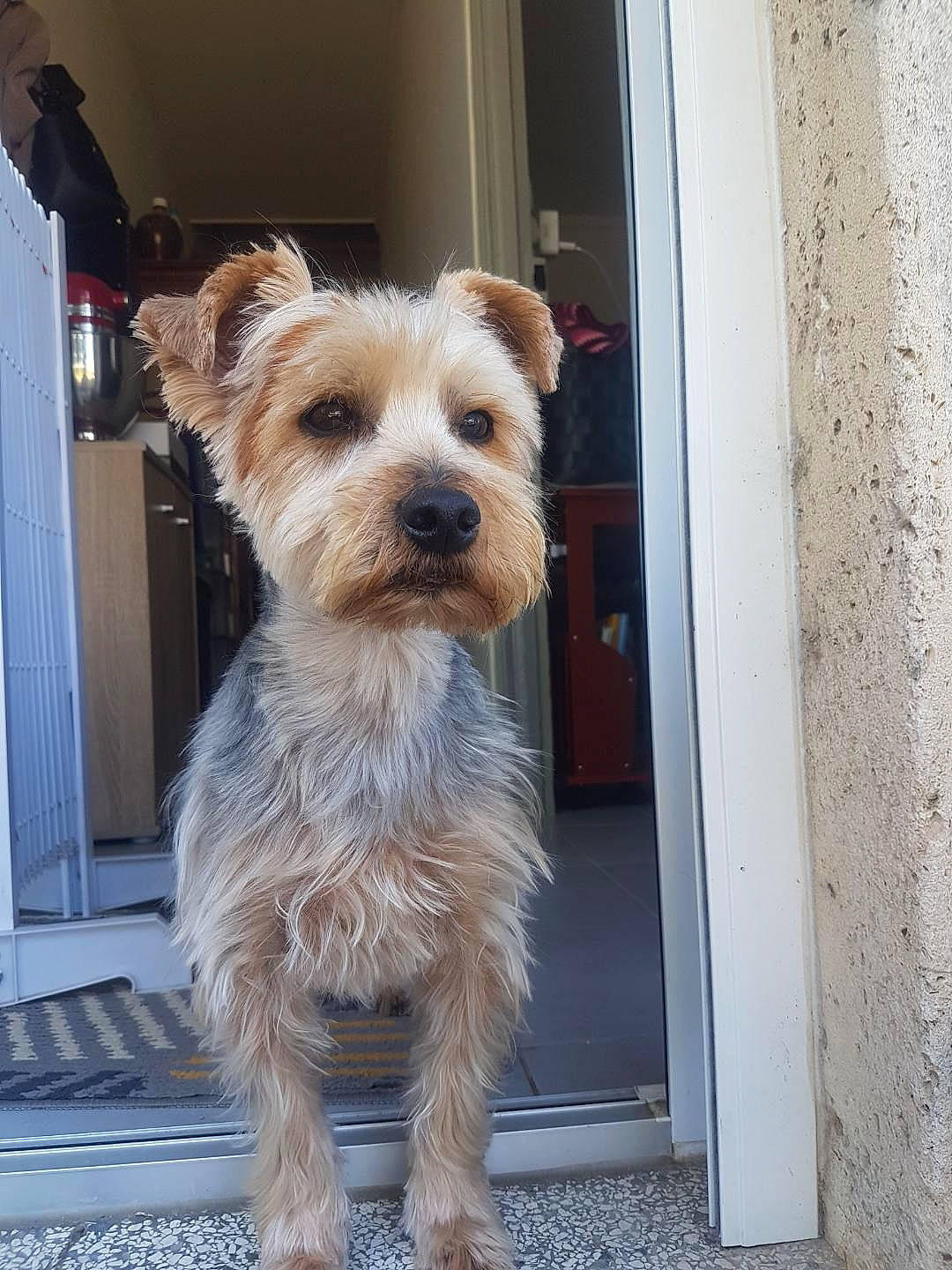 Vagabond a rejoint le concours — aidez-le/la à gagner de superbes lots ! carnivore, companion_dog, dog, dog_breed, dog_supply, door, fur, small_terrier, snout, sporting_group, terrier, working_animal, working_terrier