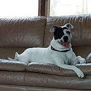 Lacie Grace Kapanka joined the competition — help win amazing prizes! dog, couch, leather, indoor, pet, tongue_out, black_and_white, relaxed, window, collar, animal, canine, fur, paw, smiling, home, resting, domestic, mammal, comfortable
