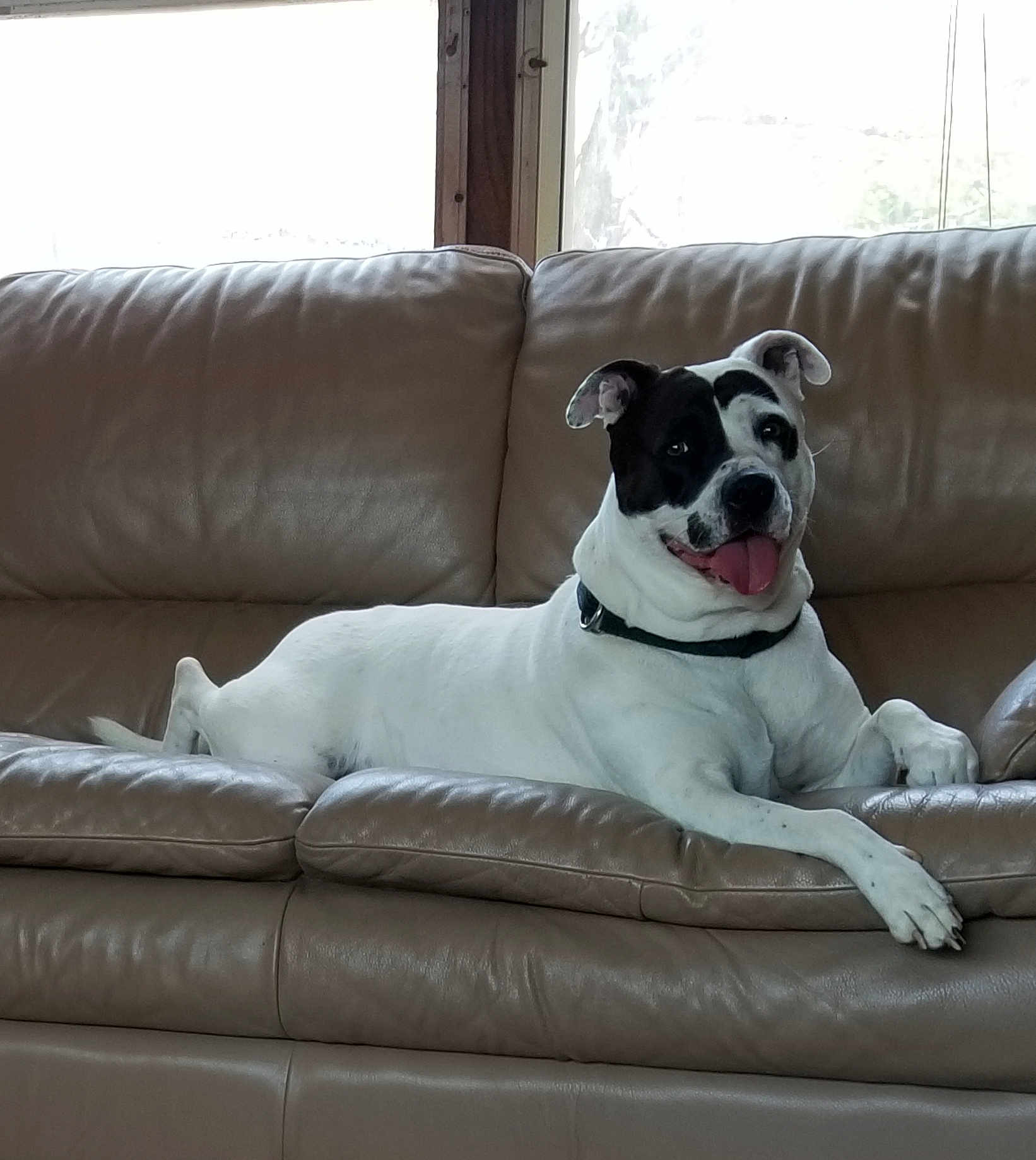 Lacie Grace Kapanka joined the competition — help win amazing prizes! dog, couch, leather, indoor, pet, tongue_out, black_and_white, relaxed, window, collar, animal, canine, fur, paw, smiling, home, resting, domestic, mammal, comfortable