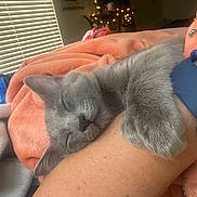 Wolf is registered to the contest to win money with this photo: cat, sleeping, gray_cat, pet, cozy, blanket, arm, indoor, resting, feline, soft, close_up, comfort, domestic_animal, nap, cute, fur, relaxation, hand, wristband