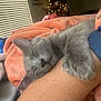 cat, sleeping, gray_cat, pet, cozy, blanket, arm, indoor, resting, feline, soft, close_up, comfort, domestic_animal, nap, cute, fur, relaxation, hand, wristband