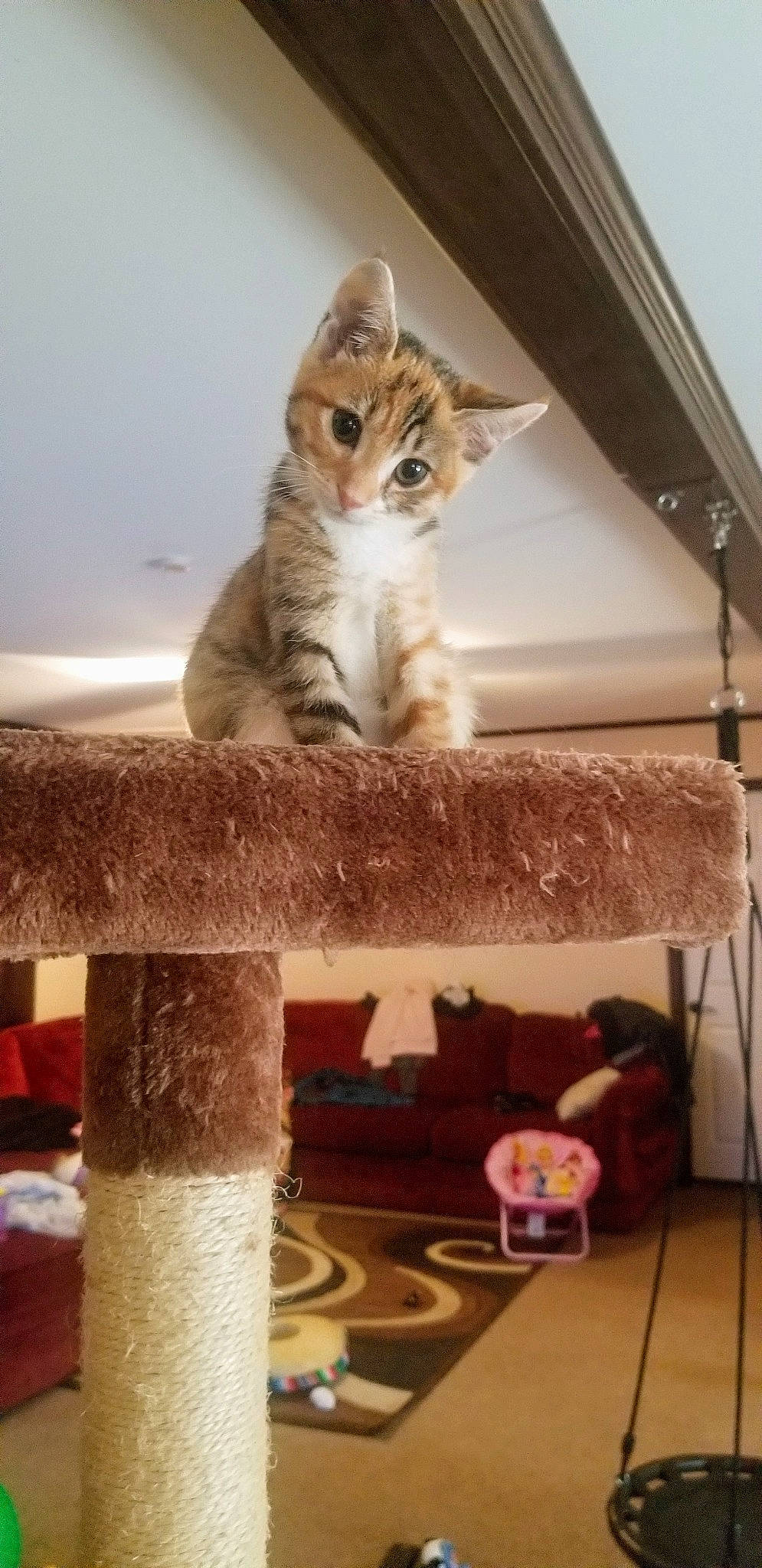 Sola joined the competition — help win amazing prizes! carnivore, cat, cat_furniture, cat_supply, domestic_short_haired_cat, felidae, fur, pet_supply, small_to_medium_sized_cats, tabby_cat, tail, toy, vertebrate, whiskers