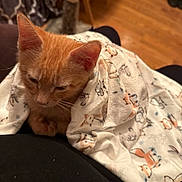 Munchkin is registered to the contest to win money with this photo: kitten, cat, orange_cat, blanket, patterned_blanket, lap, indoor, wooden_floor, furniture, cozy, resting, pet, cute, animal, domestic_cat, sleepy, comfort, warm, close_up, soft