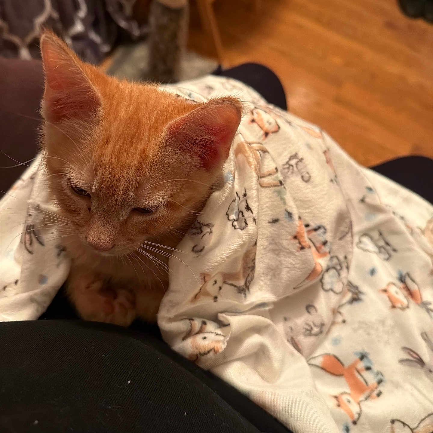 Munchkin is registered to the contest to win money with this photo: kitten, cat, orange_cat, blanket, patterned_blanket, lap, indoor, wooden_floor, furniture, cozy, resting, pet, cute, animal, domestic_cat, sleepy, comfort, warm, close_up, soft