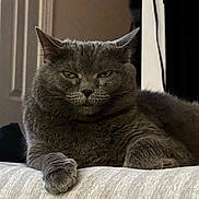 Tatiana joined the competition — help win amazing prizes! cat, gray_cat, feline, pet, indoor, resting, fur, whiskers, paw, close_up, animal, cute, relaxed, portrait, looking, domestic_animal, home, furniture, expression, mammal