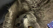 Tatiana is registered to the contest to win money with this photo: cat, gray_tabby, close_up, stretching, indoor, pet, animal, feline, ears, whiskers, yellow_eyes, computer_screen, technology, blue_light, curious, playful, fur, portrait, domestic_cat, focus