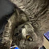 cat, gray_tabby, close_up, stretching, indoor, pet, animal, feline, ears, whiskers, yellow_eyes, computer_screen, technology, blue_light, curious, playful, fur, portrait, domestic_cat, focus