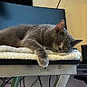 Tatiana is registered to the contest to win money with this photo: cat, sleeping, gray_cat, indoor, blanket, table, paw, relaxed, feline, resting, cozy, fur, animal, pet, napping, metal, household, quiet, calm, domestic