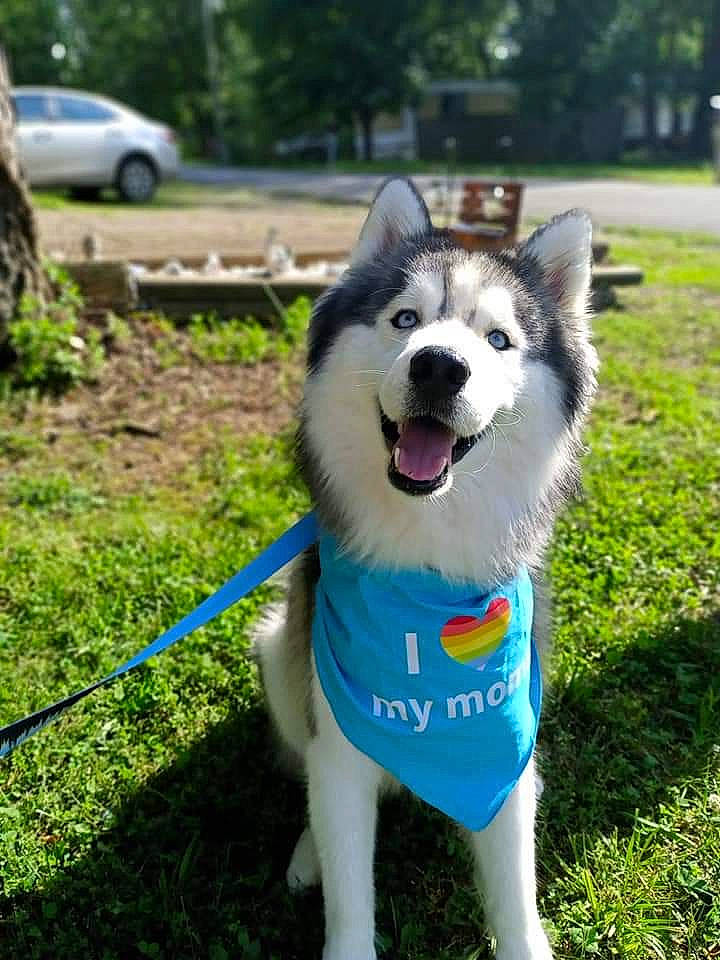 Apache is registered to the contest to win money with this photo: canidae, carnivore, collar, companion_dog, dog, dog_breed, dog_collar, dog_supply, grass, leash, pet_supply, plant, recreation, sled_dog, sporting_group, tail, tire, tree, wheel, working_dog