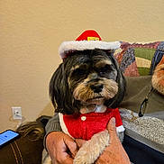 Rigsby joined the competition — help win amazing prizes! dog, pet, santa_hat, christmas_outfit, holiday, costume, small_dog, person, hand, couch, quilt, patchwork, indoor, furniture, cozy, festive, animal, cute, portrait, holding