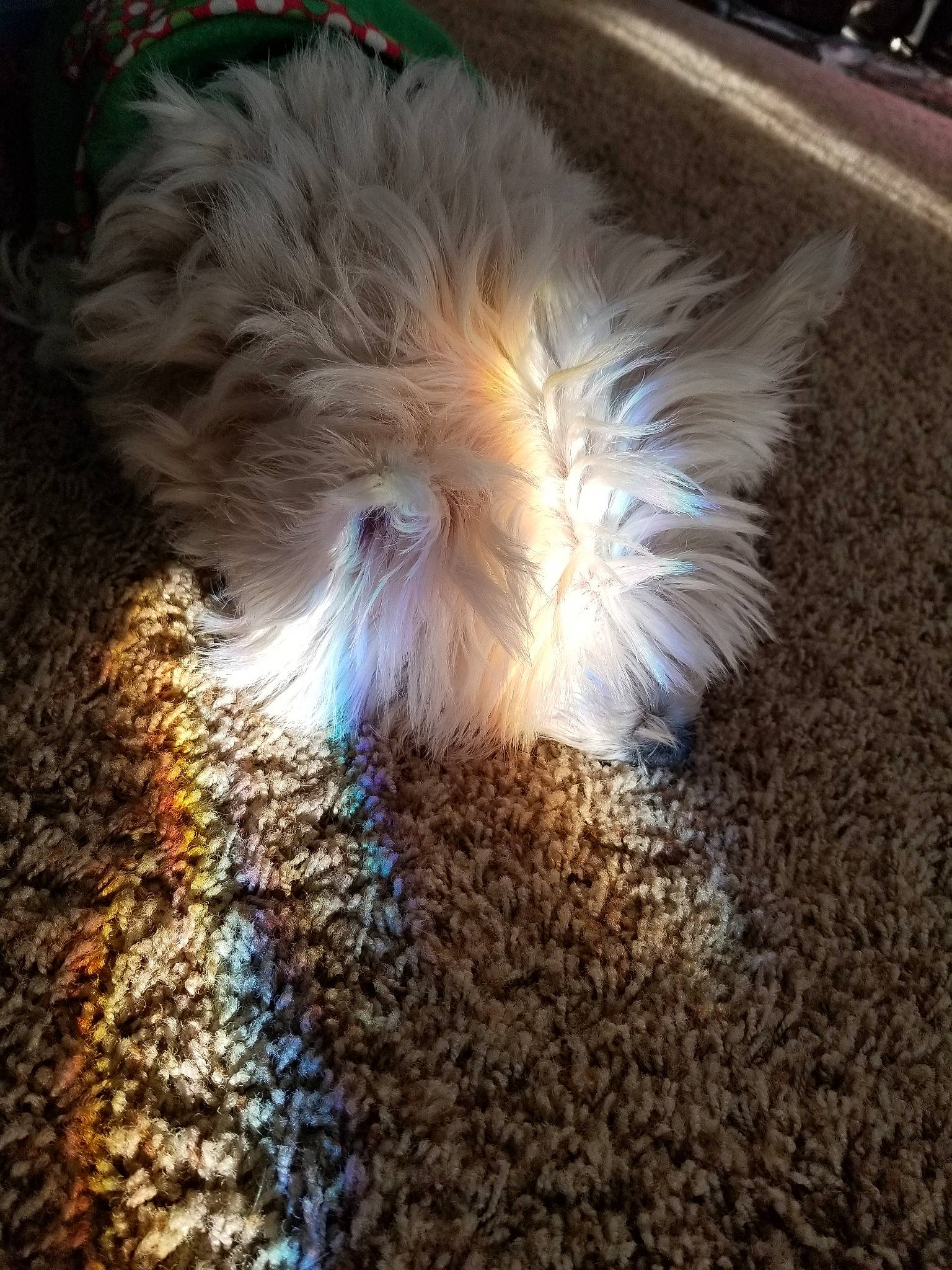 Mimi joined the competition — help win amazing prizes! feather, flooring, fur, light, night, tail