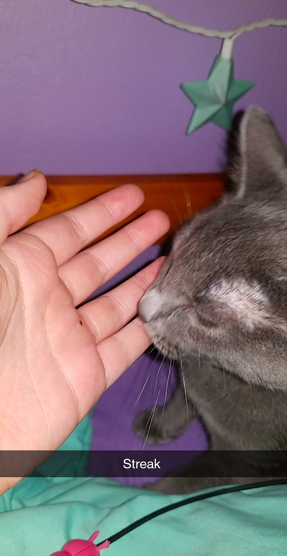 Hermione is registered to the contest to win money with this photo: asian, british_shorthair, carnivore, cat, chartreux, domestic_short_haired_cat, ear, felidae, hand, kitten, korat, nebelung, photo_caption, russian_blue, small_to_medium_sized_cats, violet, whiskers