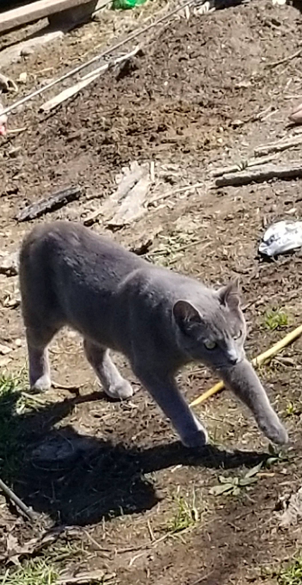 Hermione is registered to the contest to win money with this photo: mammal, snout, terrestrial_animal, vertebrate, wildlife