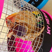 Takamota joined the competition — help win amazing prizes! animal_shelter, cage, cuisine, dish, food, net