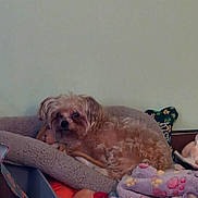 Missy Rose is registered to the contest to win money with this photo: dog, pet_bed, toy, plush, indoor, cozy, small_dog, fur, resting, stuffed_animal, colorful, cushion, sleepy, home, animal, cute, relaxed, background_wall, soft, companion