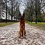 Zuma participe au concours pour gagner de l'argent avec cette photo : dog, german_shepherd, animal, park, path, trees, nature, outdoor, grass, leafless_trees, canine, pet, sitting, quiet, overcast, walkway, fence, urban_park, autumn
