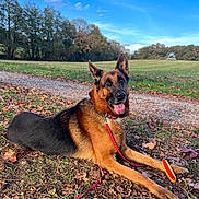 Zuma participe au concours pour gagner de l'argent avec cette photo : dog, german_shepherd, leash, toy, grass, leaves, path, trees, sky, outdoor, park, animal, pet, canine, nature, happy, tongue_out, fall, daytime, playful