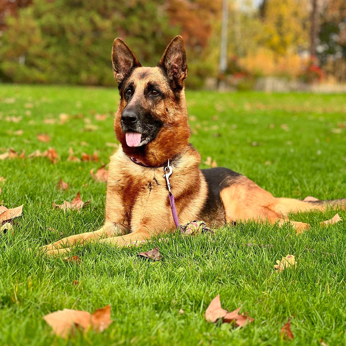 Zuma a rejoint le concours — aidez-le/la à gagner de superbes lots ! animal, autumn, canine, collar, dog, ears, fall_foliage, fur, german_shepherd, grass, leash, leaves, lying_down, mammal, nature, outdoor, park, pet, playful, tongue