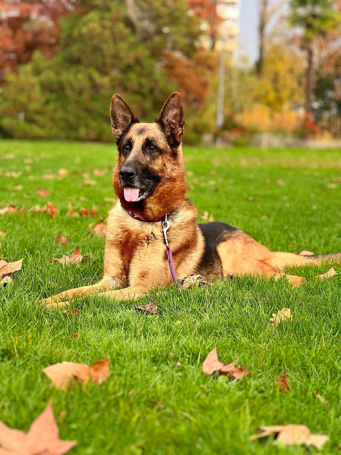Zuma a rejoint le concours — aidez-le/la à gagner de superbes lots ! dog, german_shepherd, grass, leaves, autumn, park, outdoor, canine, pet, tongue, lying_down, nature, fall_foliage, animal, mammal, collar, leash, ears, fur, playful
